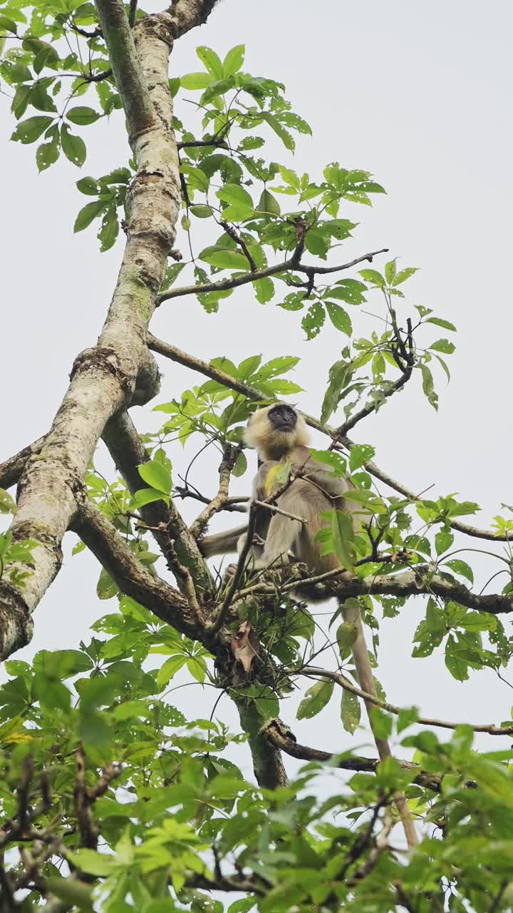 Vertical Monkey in Nepal Wildlife Reserve in Chitwan, Vertical Video for Social Media Instagram Reels and Tiktok of Common Langur Monkeys in Chitwan National Park in Asia with Nepalese Animals