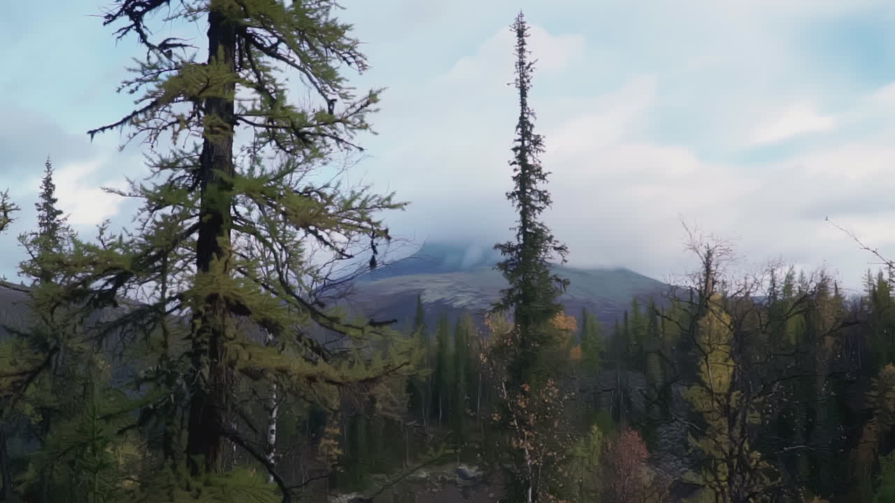 paisaje forestal montañoso en otoño