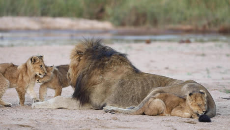 wide shot of a grumpy male lion swatting one of the cubs, greater kruger