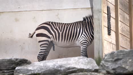 static zoomed slow motion captures zebra's body behind rocky foreground in zoo habitat