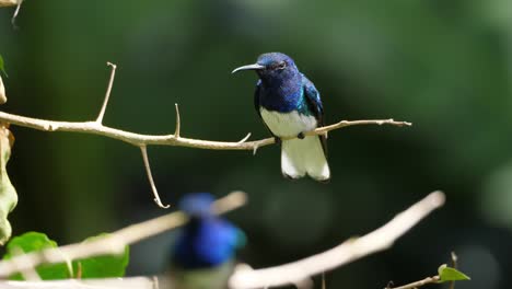 white-necked jacobin bird in its natural habitat in the forest