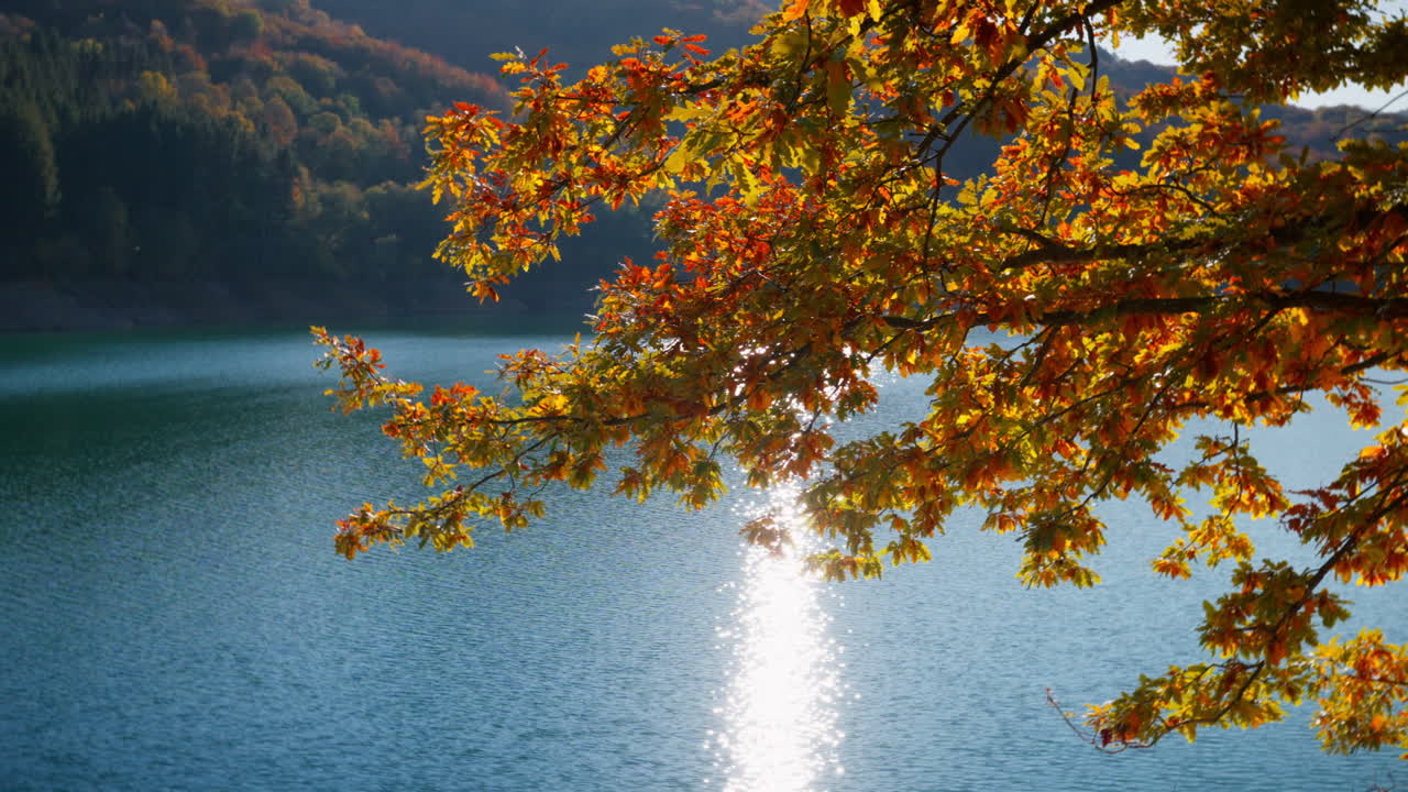 Sunlit autumn leaves over calm lake create a peaceful, reflective vibe