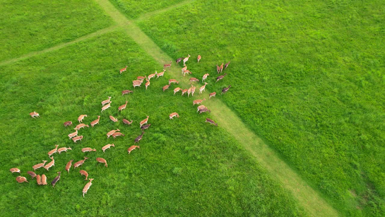 아일랜드 의 피닉스 파크 의 초원 에서 먹이 를 먹고 있는 큰 사 ⁇  들 의 무리