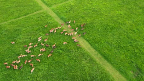 big group of deers grazing in the prairies in phoenix park, ireland