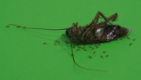 ants kill cockroaches