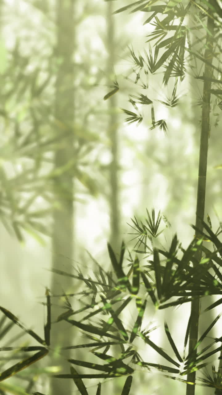 Foglie di bambù in una foresta con la luce del sole che filtra tra gli alberi.
