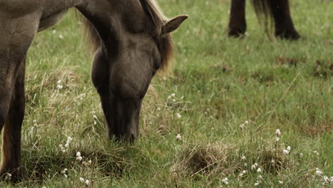 smooth cinematic shot of an icelandic horse grazing on fresh green grass in the meadows