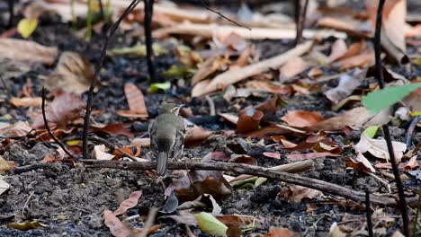 The-Forest-Wagtail-is-a-passerine-bird-foraging-on-branches,-forest-grounds,-tail-wagging-constantly-sideways