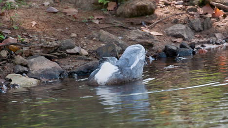 a muscovy duck in the water