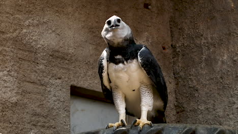 El-águila-Arpía-Es-Una-Especie-Neotropical-De-águila