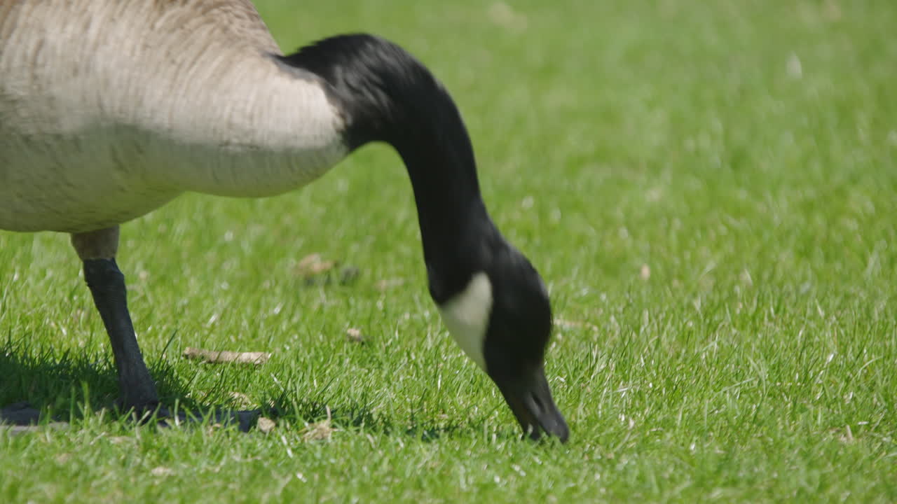 Closeup Of Canada Goose Grazing At Bayfront Park With Green Grass In Hamilton, Ontario, Canada.
