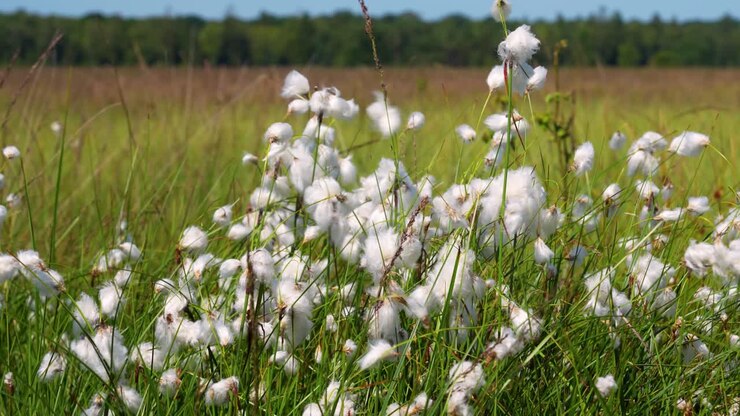 La pianta di cotone del Levante che ondeggia dolcemente al sole e al vento in Danimarca