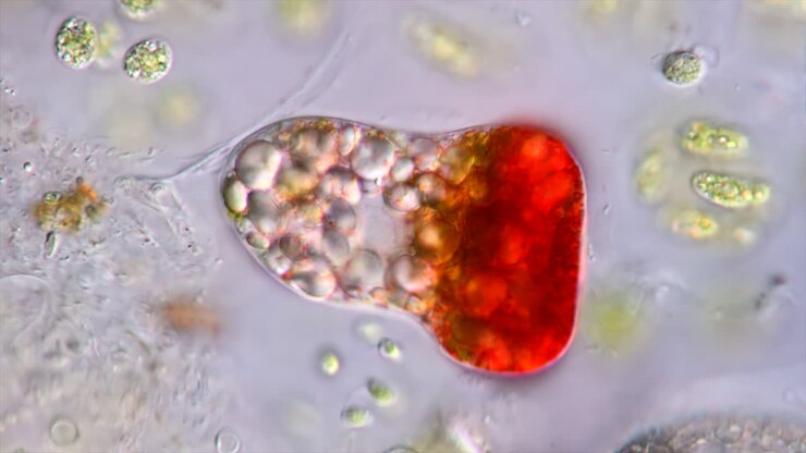 Microscopic View of a Red-Pigmented Microorganism