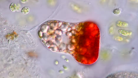microscopic view of a red-pigmented microorganism