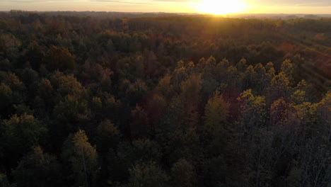 aerial: tilting down towards the canopy of the trees while the sun is setting on an autumn day