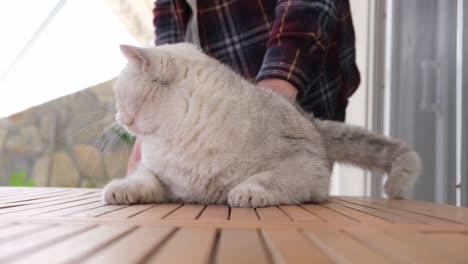 猫にキスする男