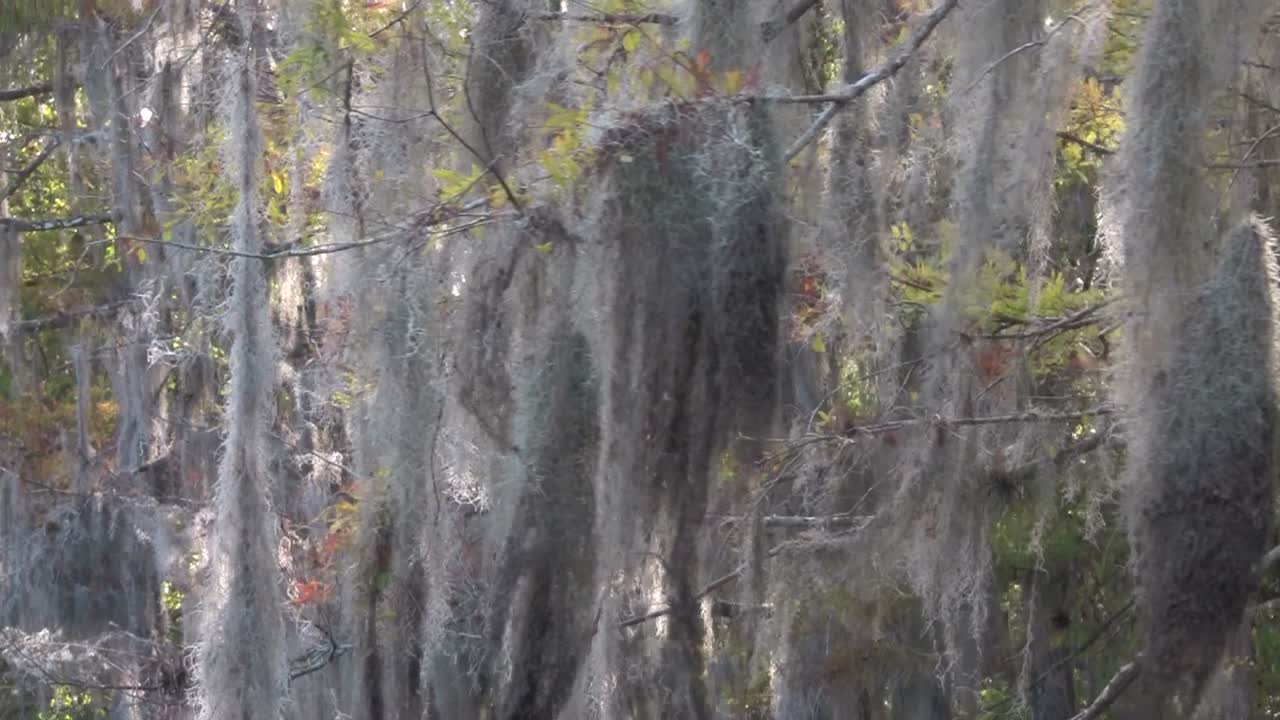 스페인 이끼를 보여주는 에버글레이즈의 늪을 통과하는 pov 샷 1