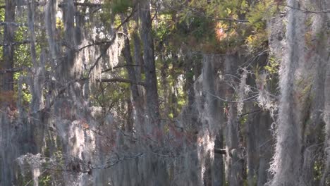 a pov shot traveling through a swamp in the everglades showing spanish moss 1