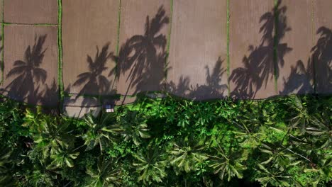 towering palm trees with shadows on field during summer in bali, indonesia