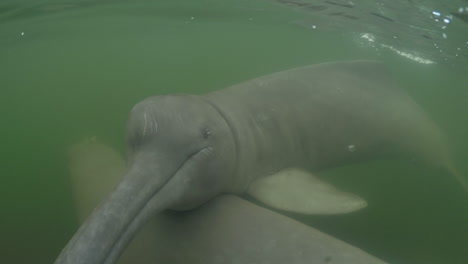 underwater video of 2 river dolphins swimming and playing at an amazon river, para, brazil