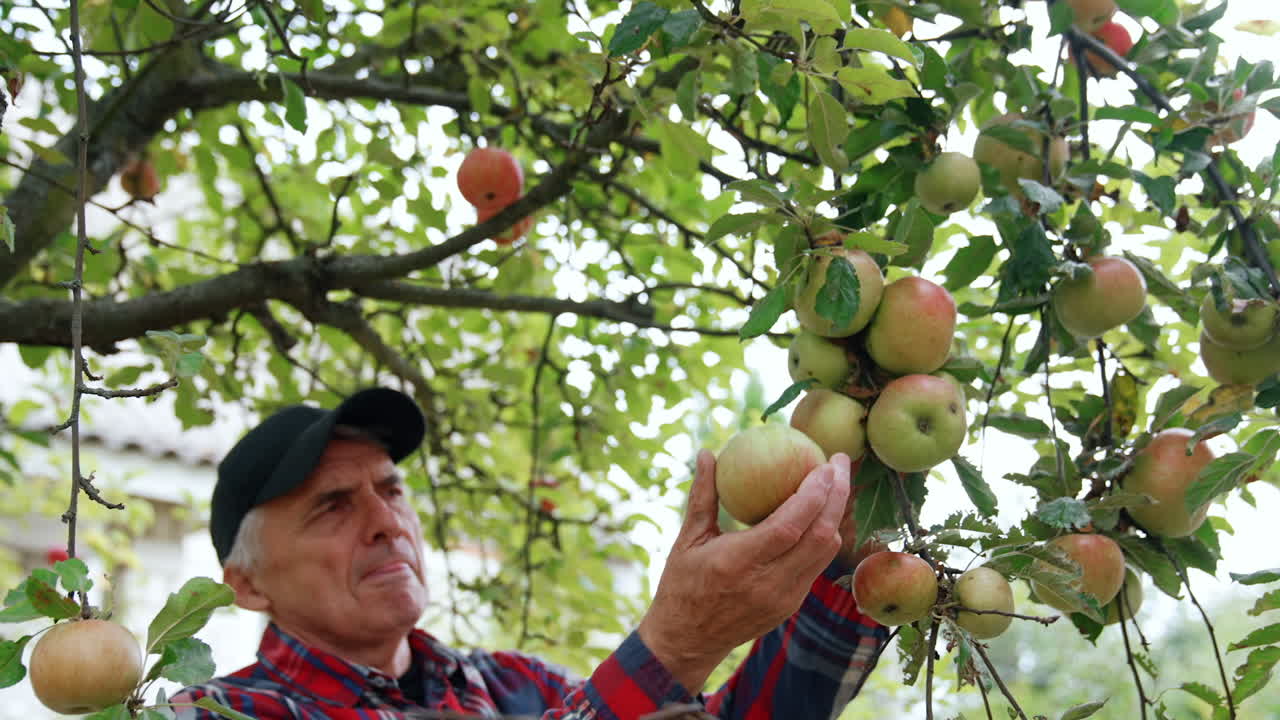 Old farmer stands near the branches with big green apples. Man harvesting fruit in his garden.