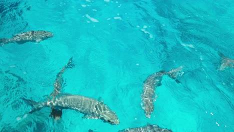 vibrant underwater world: fish, coral, serenity.