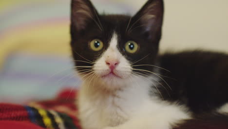 slow motion close-up of tuxedo kitten looking around at something off camera