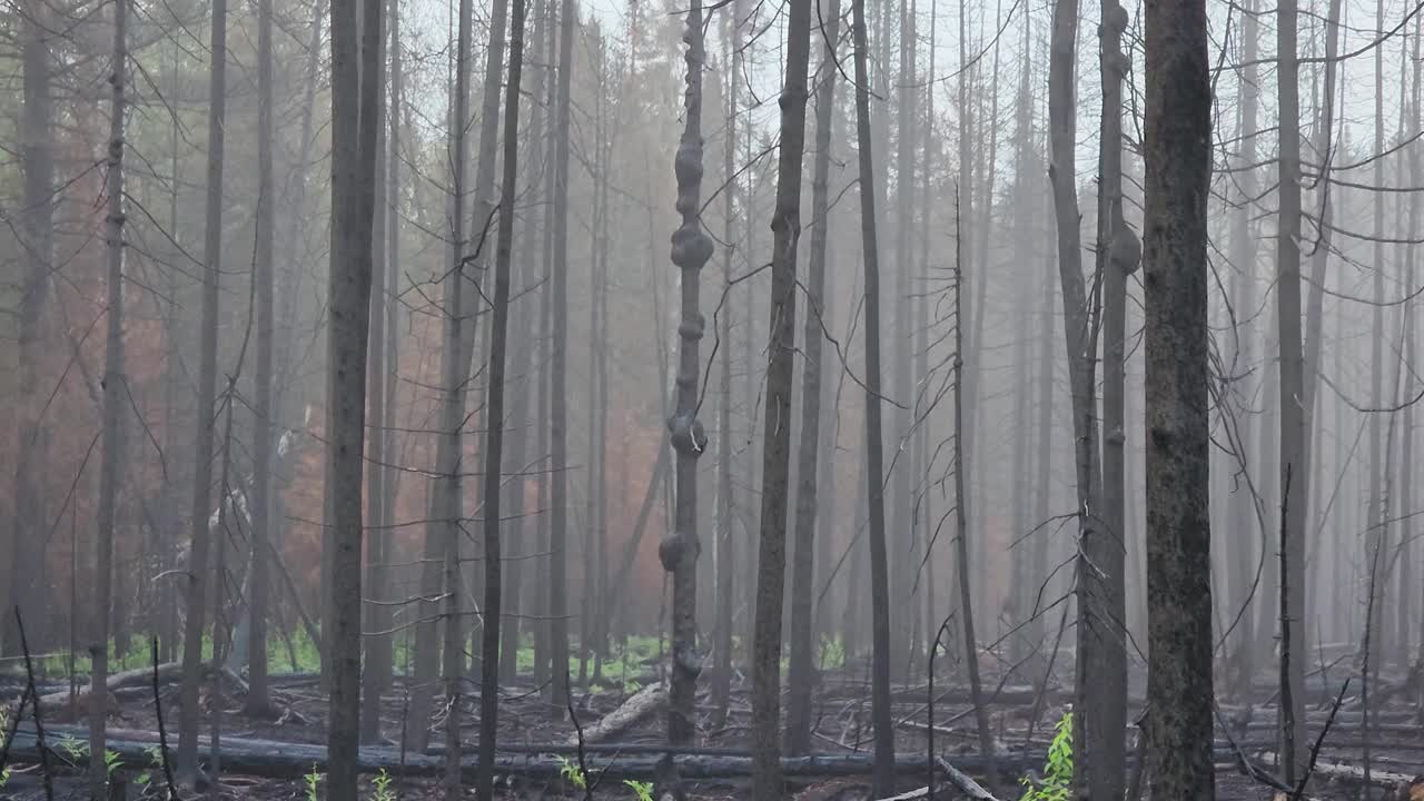 화재로 손상된 숲이 새로운 생명을 재생하고 있습니다.
