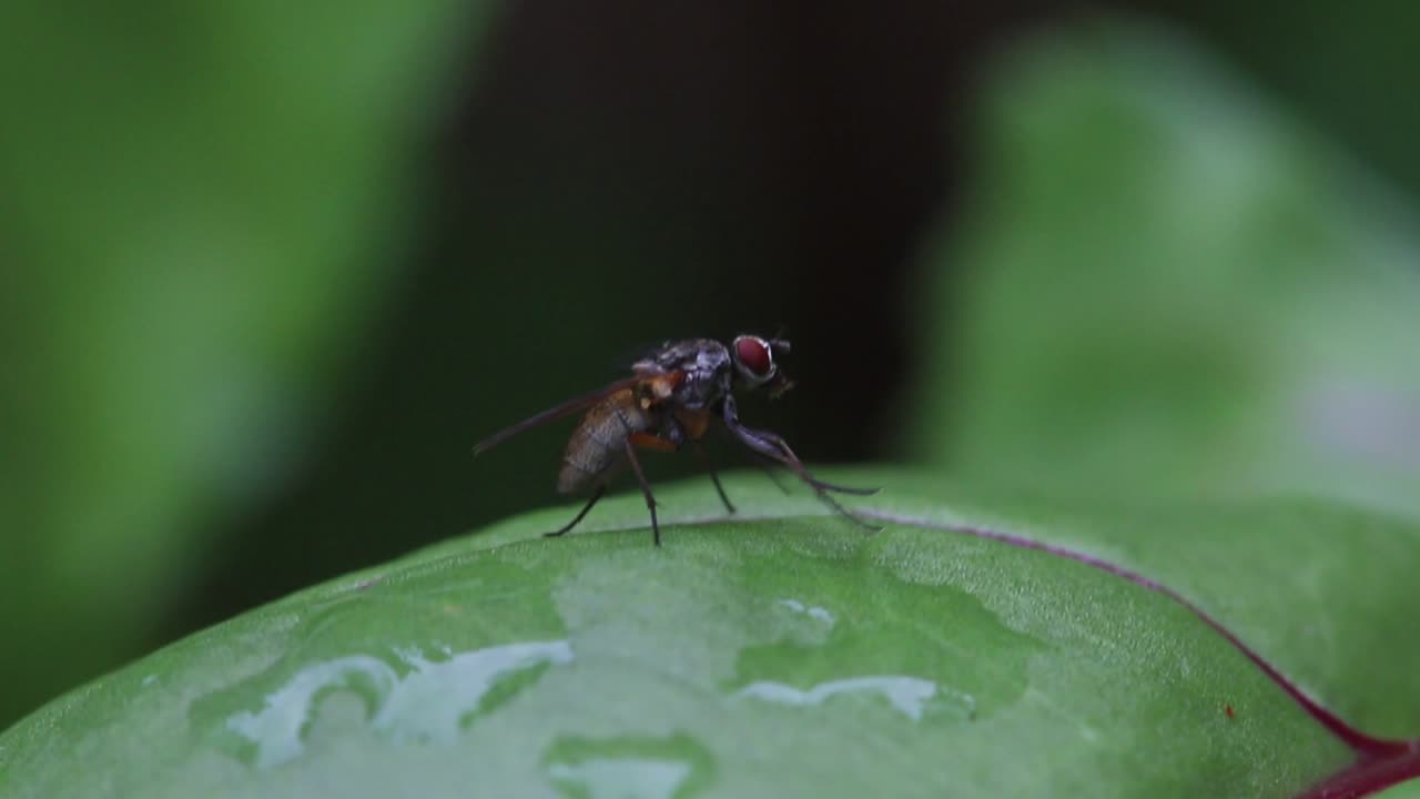 una mosca limpiándose mientras está sentada en una hoja húmeda después de la lluvia