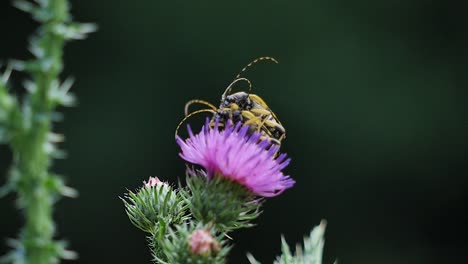 two beetles mating on top of a thistle flower in europe in summer