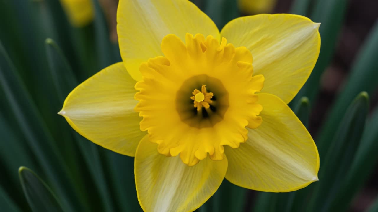 Beautiful Yellow Daffodil Flower in Full Bloom Showcasing its Radiant Petals and Intricate Center with Lush Green Leaves in the Background