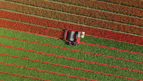 Máquina-Cortando-Tulipanes-Rojos-Cabezas-De-Tallo-En-Campo-Holandés,-Cosechando-Flores