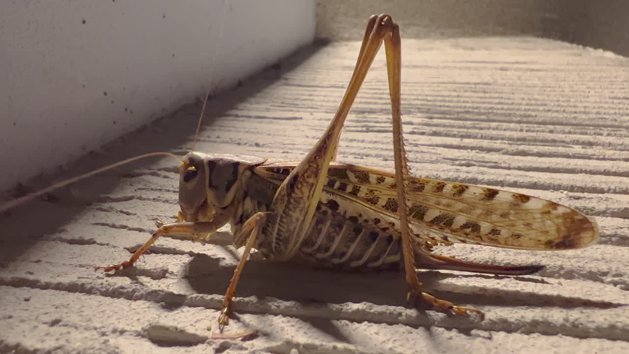 콘크리트 표면에 있는 초파리, 매크로  ⁇