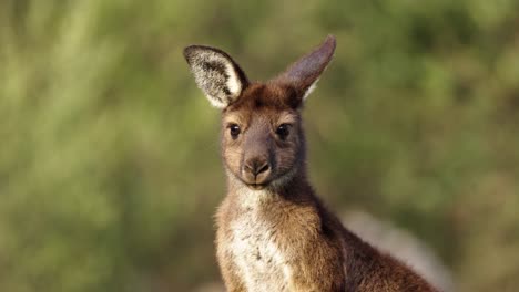 Adorable wild kangaroo closeup portrait with soft green background in Adelaide Hills, South Australia