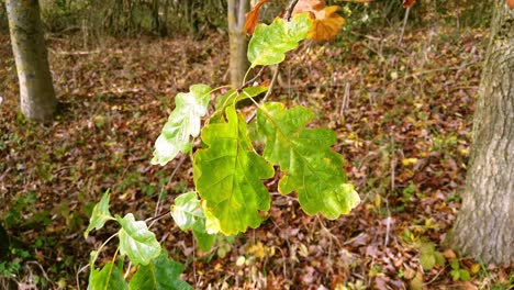 Mehrere-Eichenblätter-Hängen-Von-Einem-Ast,-Der-In-Der-Brise-In-Einem-Kleinen-Wald-Weht,-Der-Mit-Herbstlaub-Bedeckt-Ist