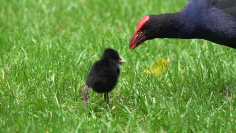 Un-Pájaro-De-Gallina-De-Pantano-Pukeko-Alimentando-A-Un-Pollito-En-Nueva-Zelanda