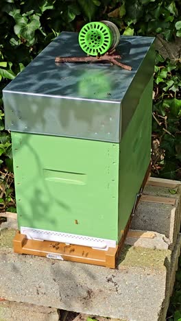 Close-up shot of a green beehive on cinder blocks, bees entering and exiting, with a green wasp trap placed on the metal roof