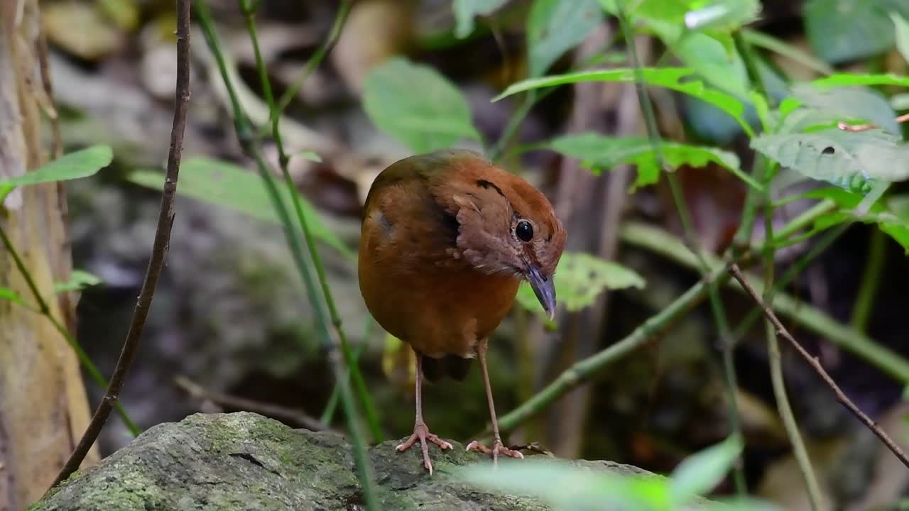 la pitta de nuca oxidada es un ave confiada que se encuentra en hábitats de bosques montañosos de gran altura, hay muchos lugares en tailandia para encontrar esta ave