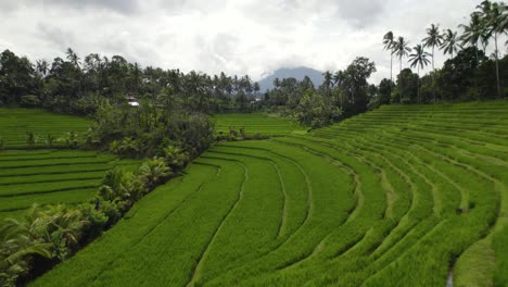drone shot of bali rice terraces.