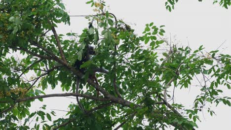 Ziehen-Eines-Zweiges-Mit-Blumen-Zum-Essen-Und-Teilen-Mit-Seinem-Baby,-Dem-Dusky-Leaf-Monkey-Trachypithecus-Obscurus,-Thailand