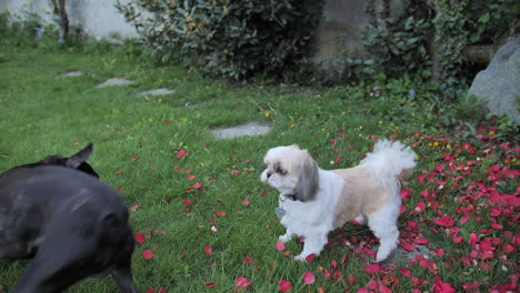 Schöne-Schwarze-Französische-Bulldogge,-Die-Mit-Einem-Weiß-braunen-Shih-Tzu-Auf-Dem-Gras-Spielt