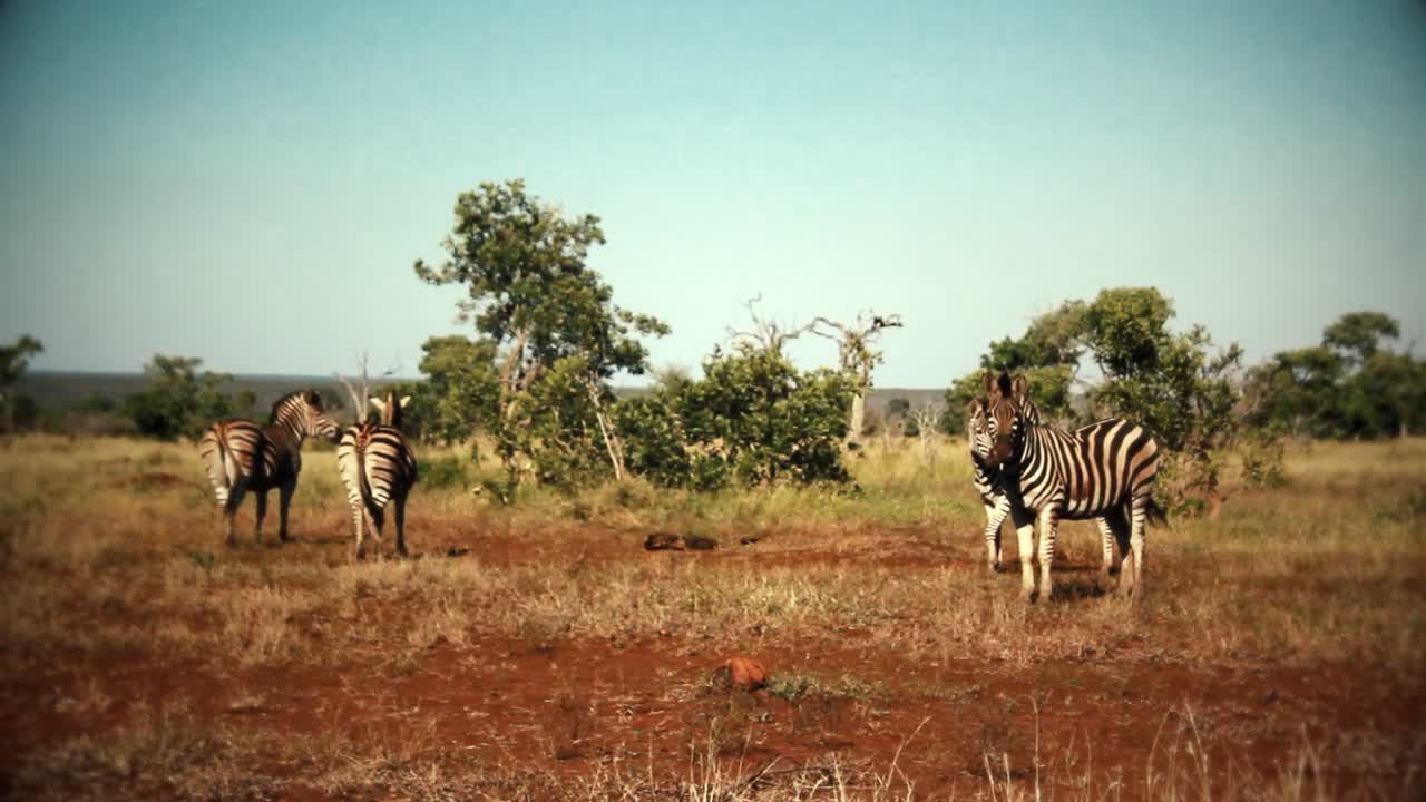 아프리카에서 자유롭게 걷는 얼룩말 무리
