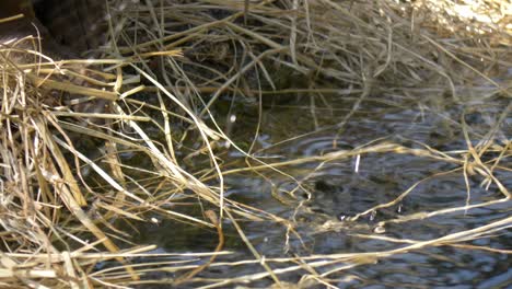 Primer-Plano-De-Una-Nutria-Asiática-De-Garras-Pequeñas-Bebiendo-Agua-De-Un-Lago