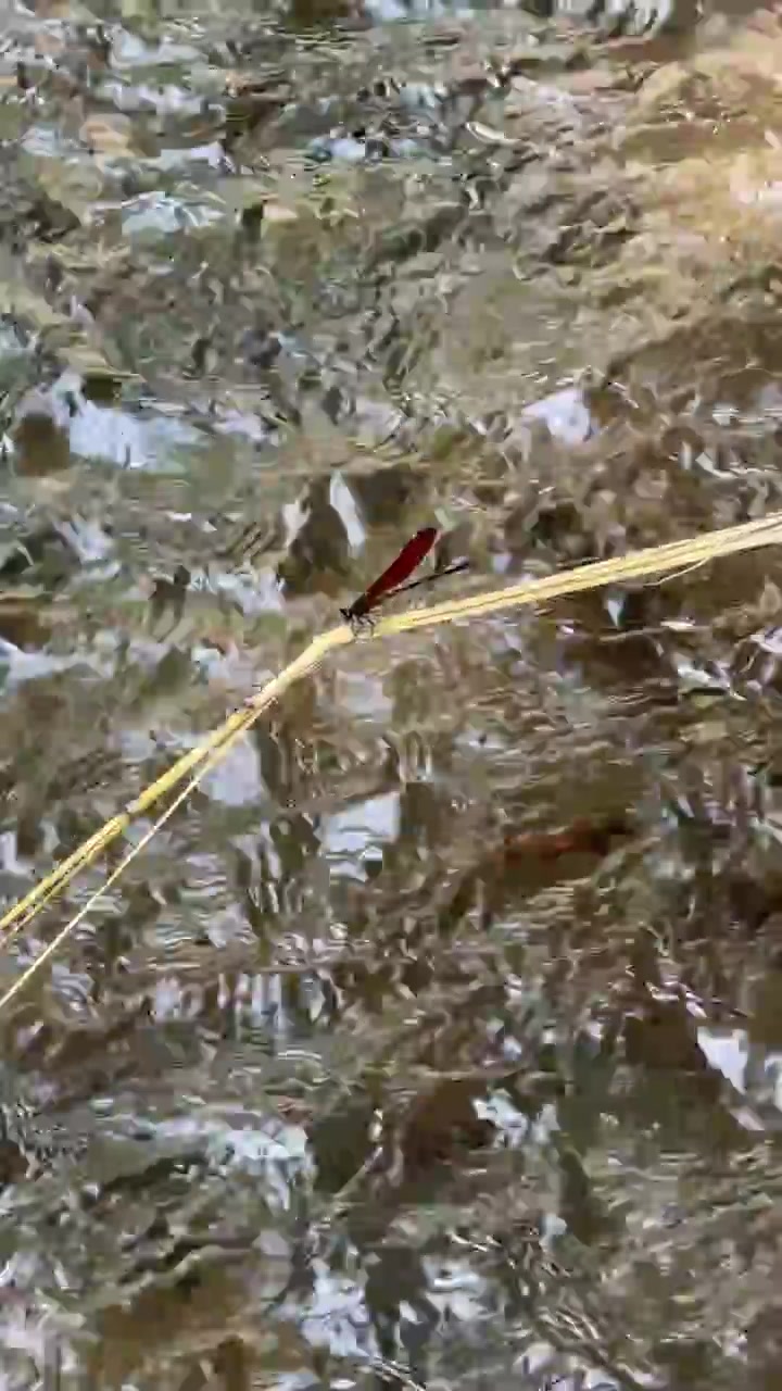 Damigella rossa che riposa su un filo d'erba sopra un ruscello che scorre