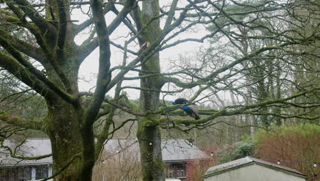 Pavos-Reales-En-Un-árbol-En-Un-Campo-De-Golf-Al-Lado-De-Un-Hotel-En-Inglaterra