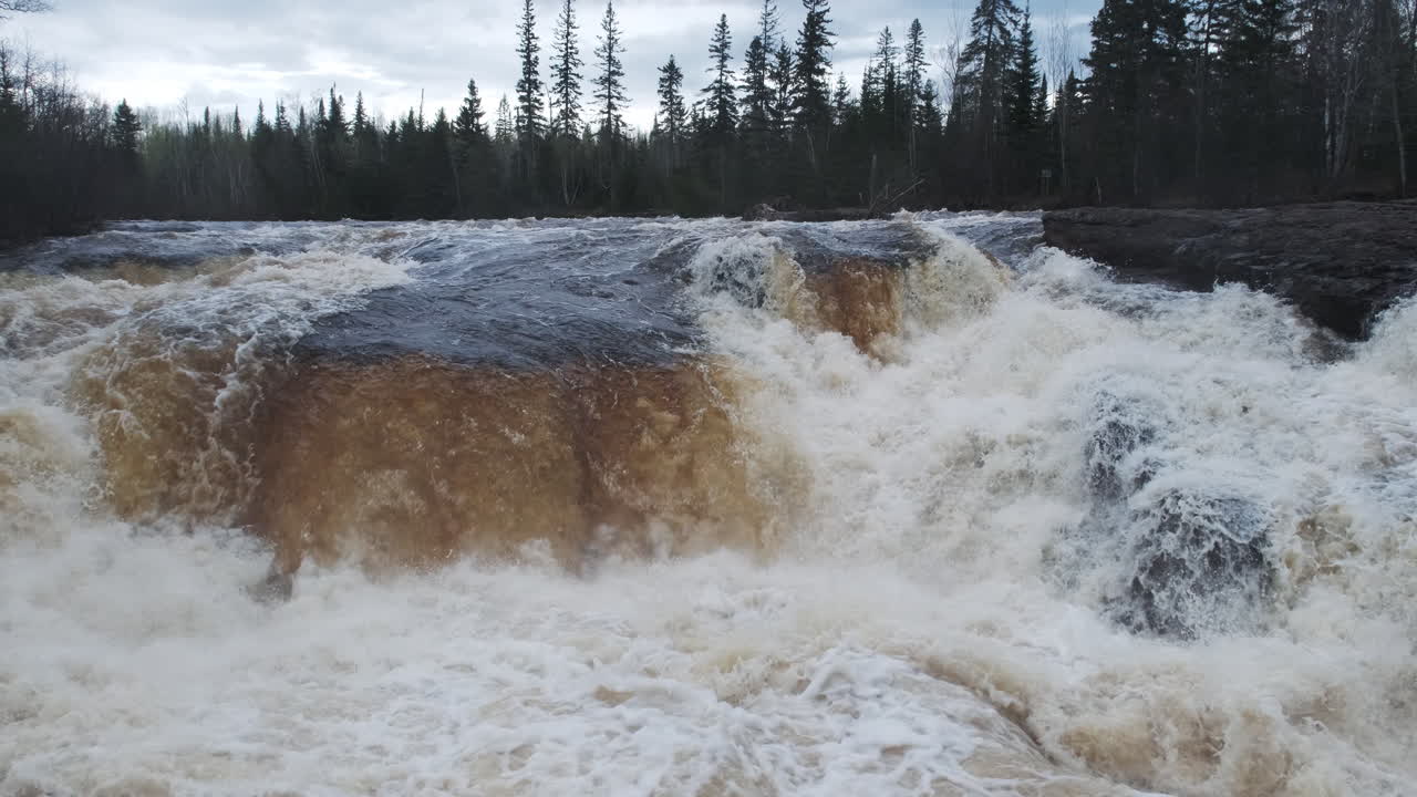 Raging river with tall pine trees in the background
