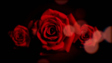 ROSE-VALENTINE'S-DAY-ROMANTIC-LOVE-MOTION-BACKGROUND