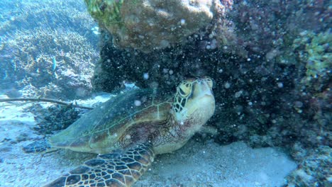 scene of green sea turtle resting undersea during sunny day