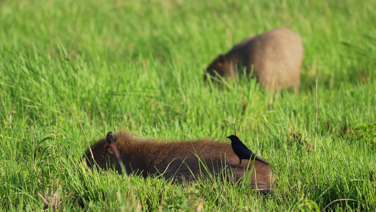 Kapybara vilar i frodigt gräs medan en liten svart fågel sitter på dess rygg, med en annan kapybara som betar bakom i Ibera-våtmarkerna i Argentina.
