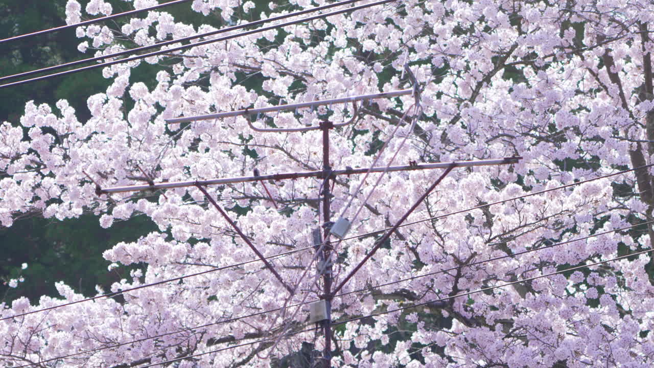 flores de sakura de color rosa brillante en flor con antena japonesa en primer plano